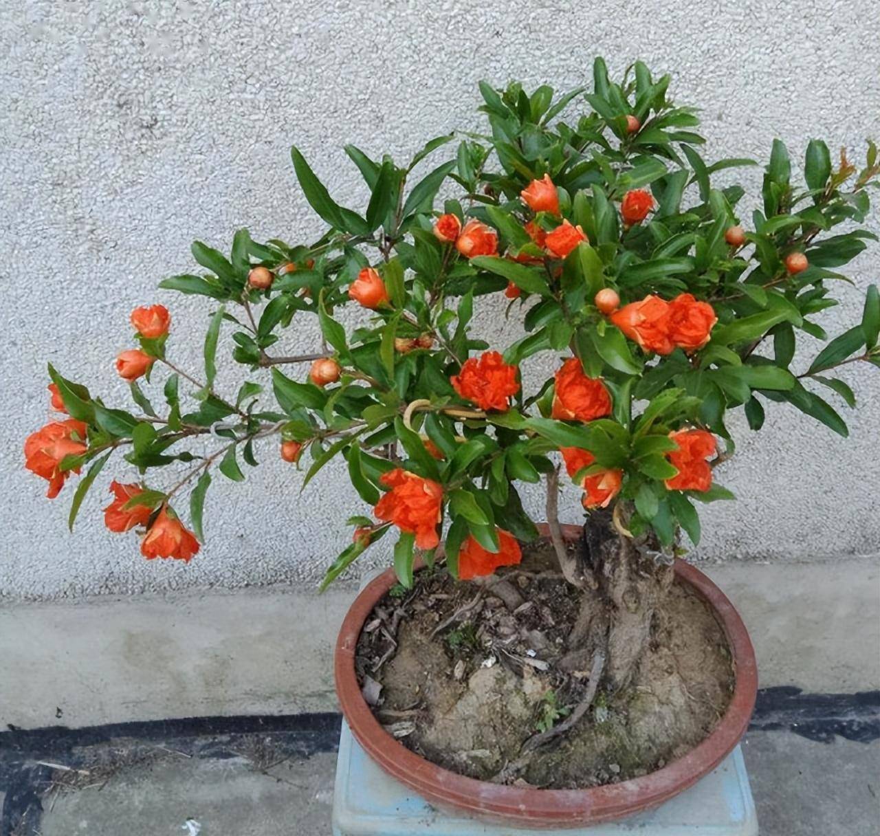 阳台种植石榴的4个技巧,观花观果,变漂亮盆景,年年旺盛很喜庆_盆栽