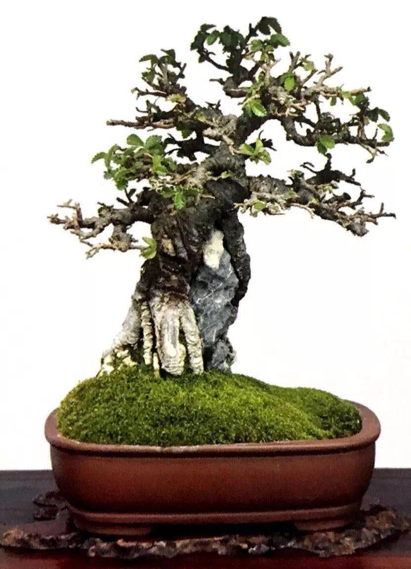 青枫立苍岩,如此美景在你家客厅也可实现,附石盆景给你视觉盛宴_根系