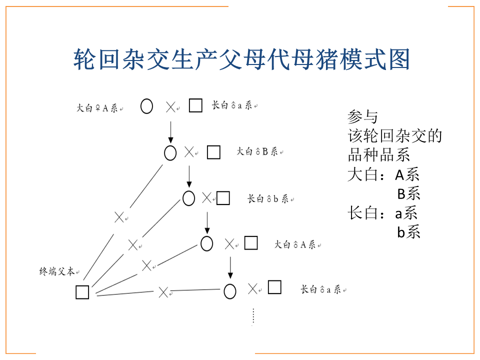 轮回杂交在养猪生产中的应用