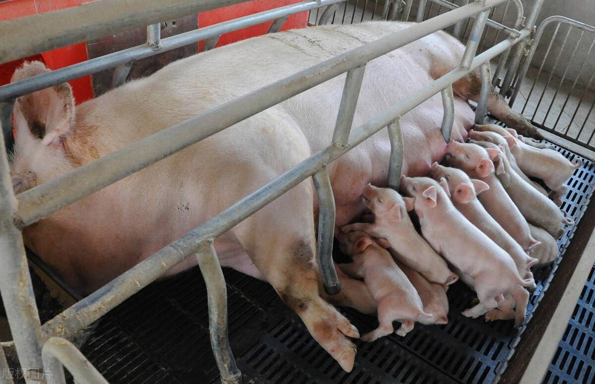 母猪难产用氯前列醇钠图片