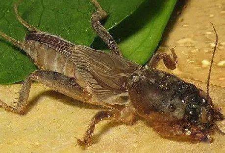 虫豸生存法则(六首)_禹州市_贾国忠_本领