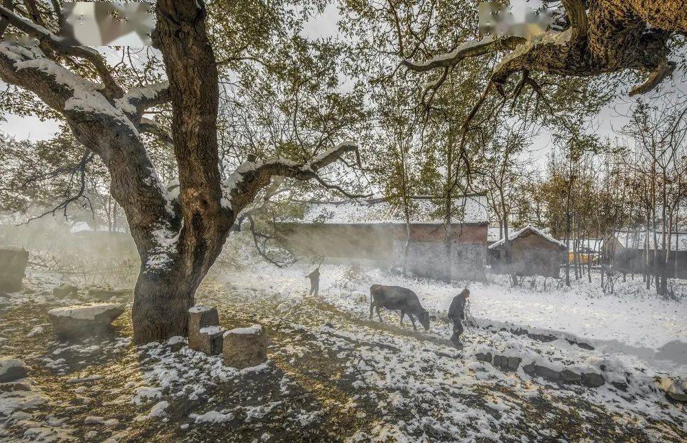【大雪】未见雪花落,听闻你已来_郏县_内容_白雪