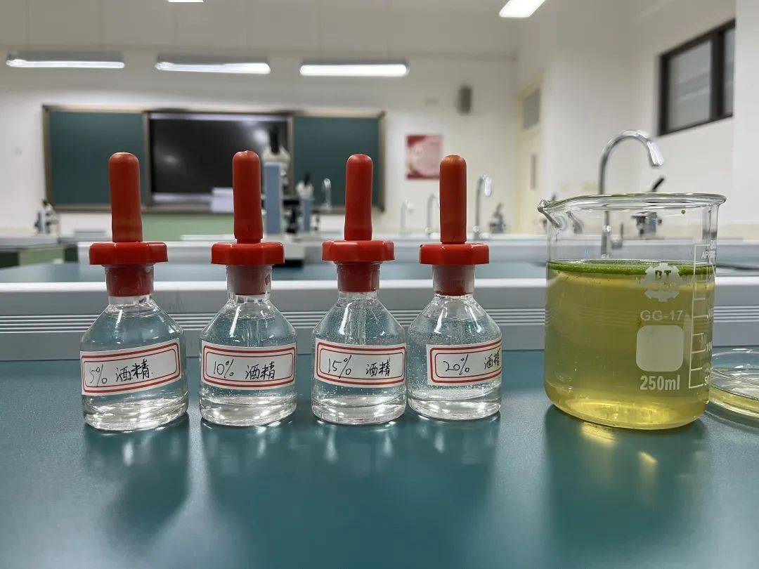 减负提质|这样的实验课我喜欢③_水蚤_合作_心脏