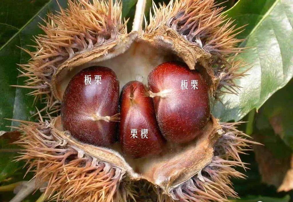 那是你不会捏_茅栗_板栗_刺球