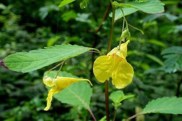 农村这种野花,过去是农村娃的"指甲油",对女性有好处,记得摘_水金凤
