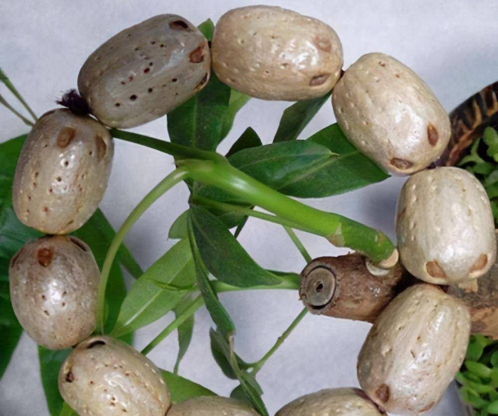 这种野果叫南酸枣,因为长有5个奇特眼睛,又被称为五眼果_果核_是一种