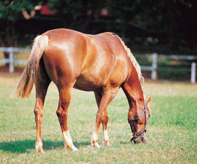 scp-2872一匹快马,你快看这个马跑了,还跑到太阳系外面了