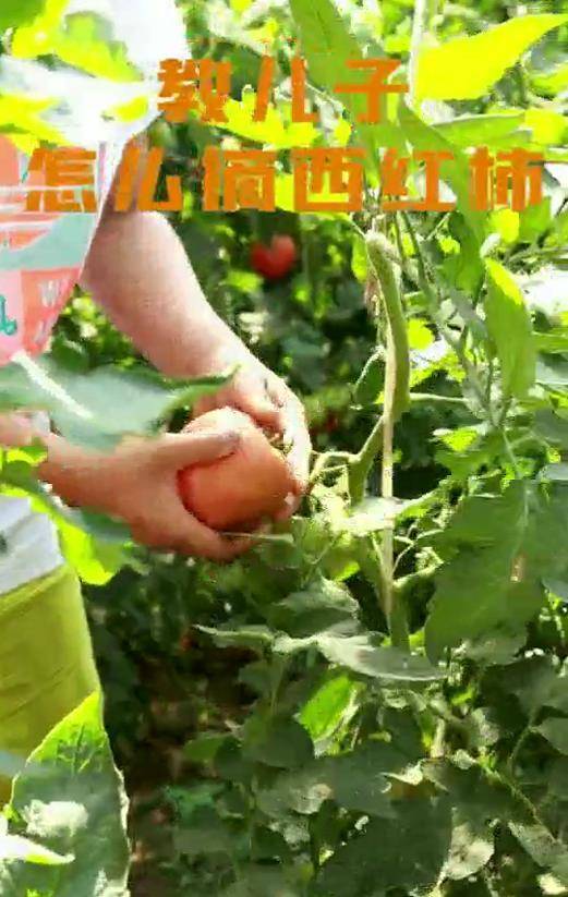 原创
邓亚萍教14岁儿子如何摘西红柿，却遭网友嘲讽：这也需要教？插图10