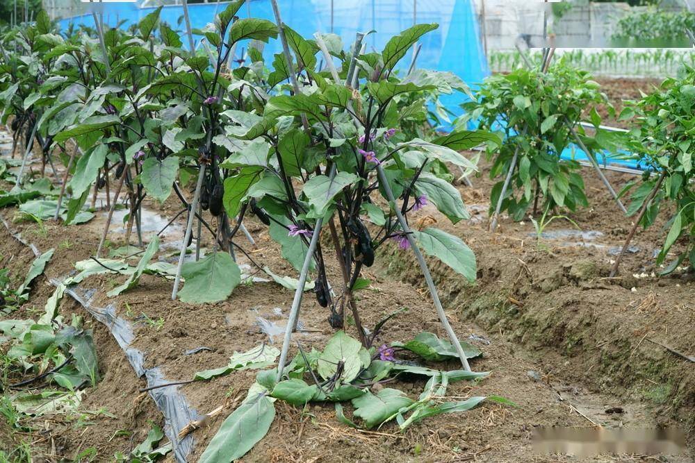 农村老话:"茄子单,辣椒双,番茄斜栽果实壮",你了解吗_方法_开花_分枝