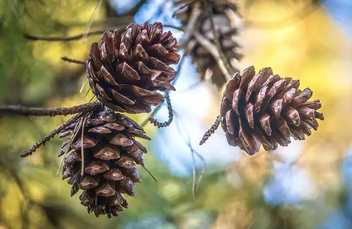 松柏目,松科松属下所有植物的统称,而在整个松属下的松树种类多达80余