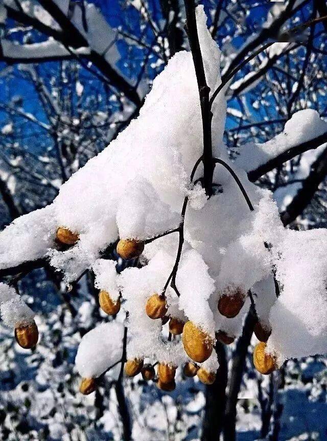 大雪漫天飛舞是