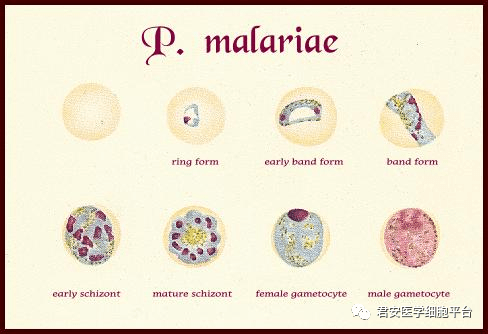 恶性日疟原虫红蓝绘图图片