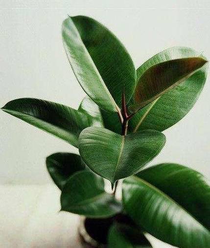 橡皮树叶子墨绿耐看,注意"细节"养护,长势旺养在客厅正合适_植物_湿度