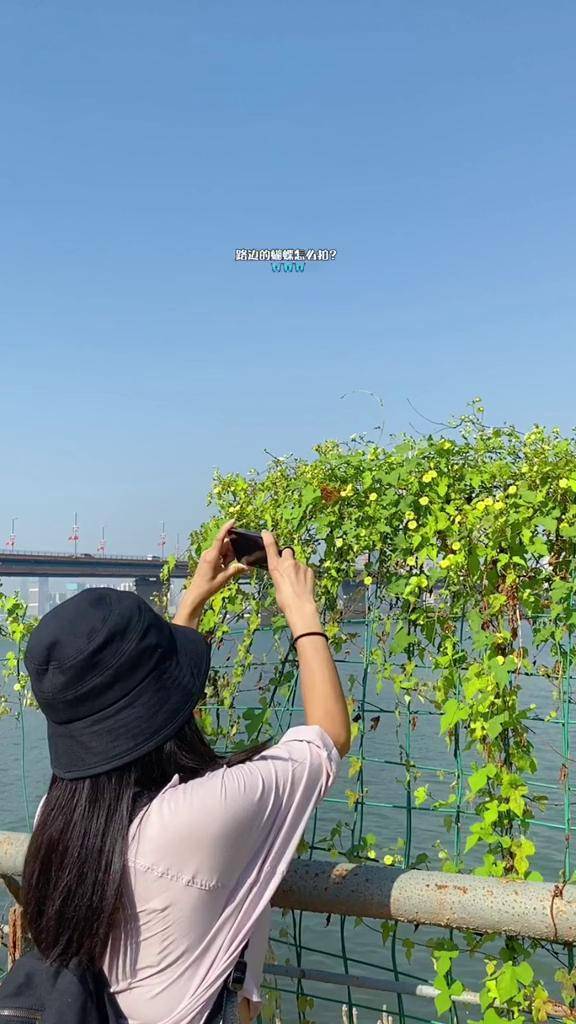 蝴蝶自来;你若安好,天自安排花开蝶自来 治愈手机摄影拍摄技巧剪映