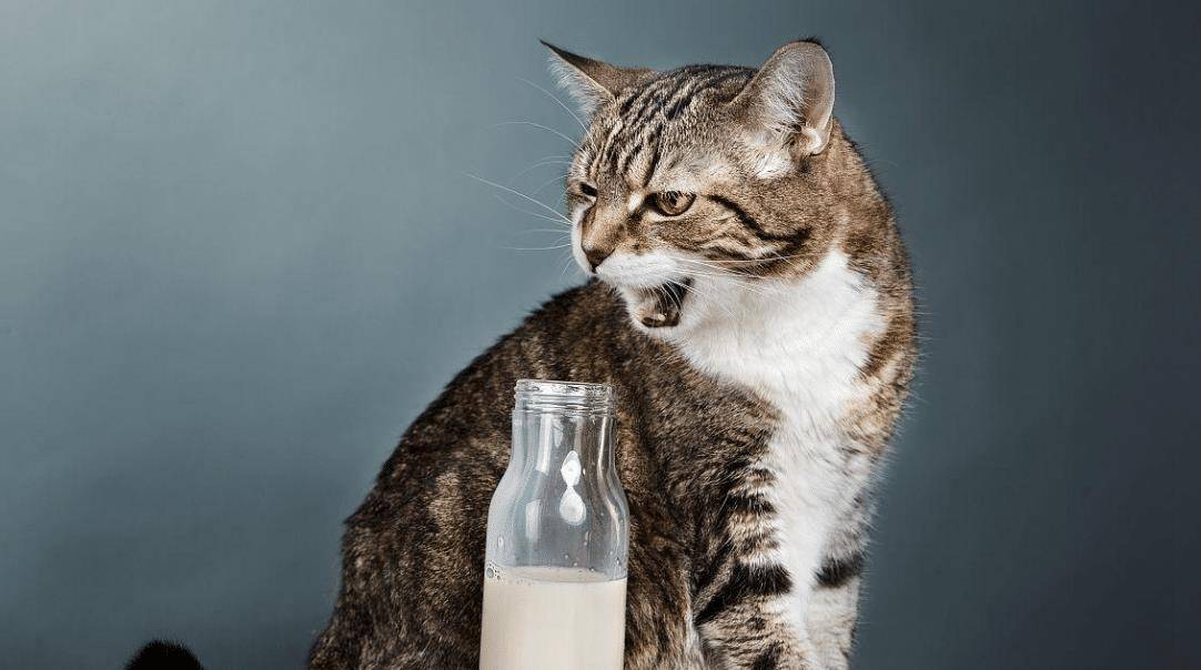 猫咪喜欢闻这些东西很容易就上瘾,主人可以适当准备一些.