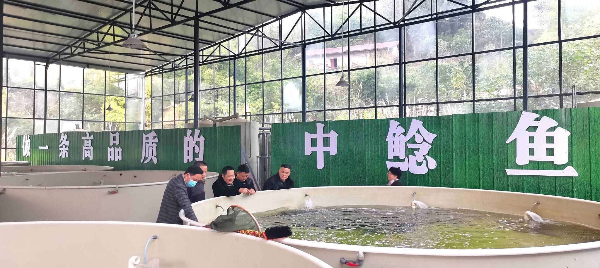 资中鲶鱼跃龙门