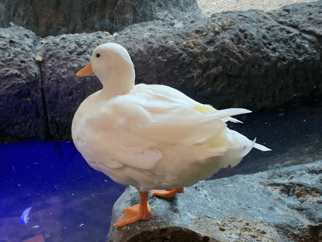 萌宠柯尔鸭在哈尔滨世界欢乐城等你_家鸭_寿命_威胁