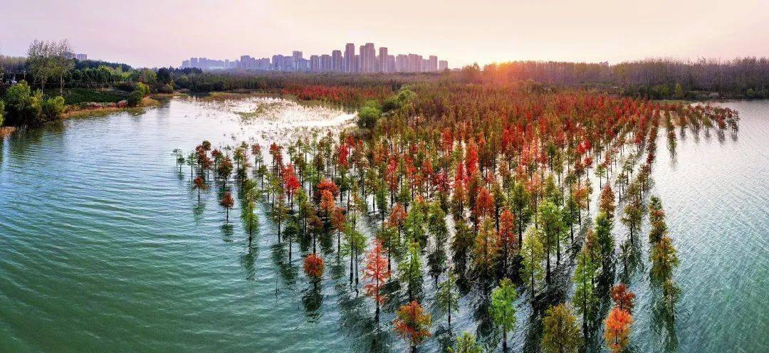 楊國太《董鋪水庫層林盡染》萬春芬《董鋪國家溼地公園紅杉林》阮雪楓