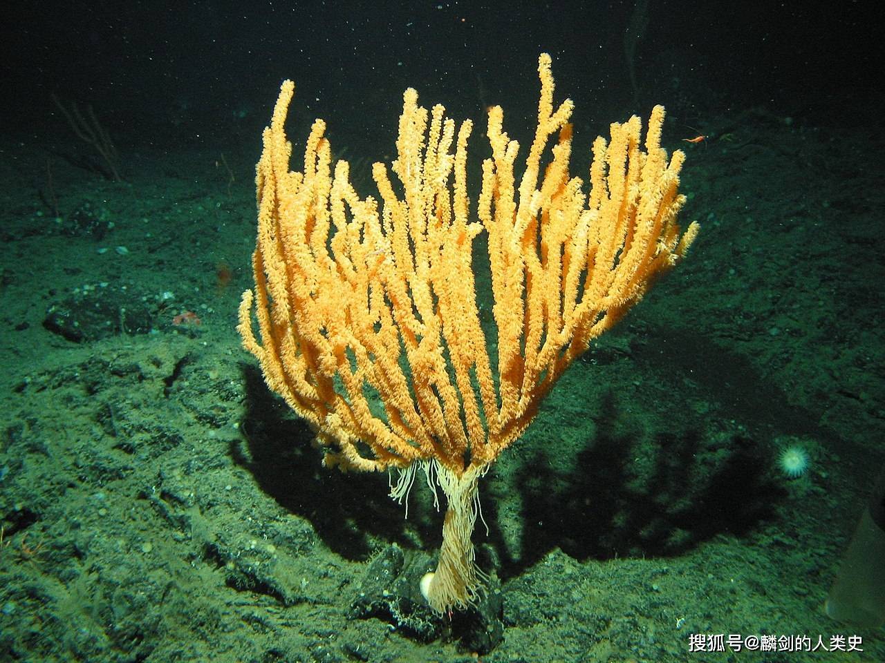 【动物界全系列】八射珊瑚亚纲—海鸡冠目_个体_群体_水螅