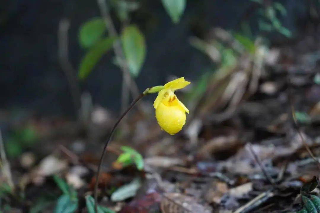 学家40年来对杏黄兜兰只分布于怒江东岸的碧罗雪山(怒山)山脉的认知