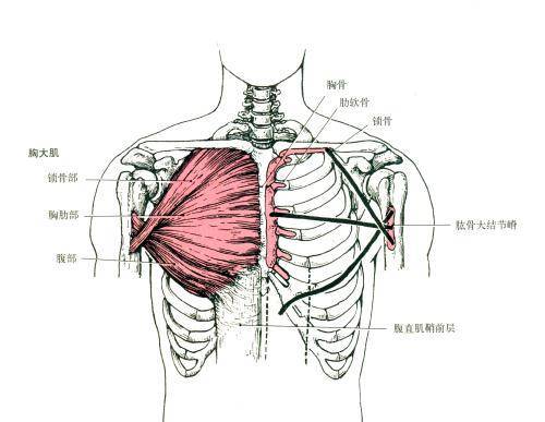 3个简单实用方法给到你,帮你拥有完美胸型