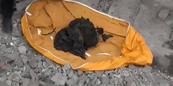 法医拼出"人头牛身"骨架_田大爷_务川县_警方