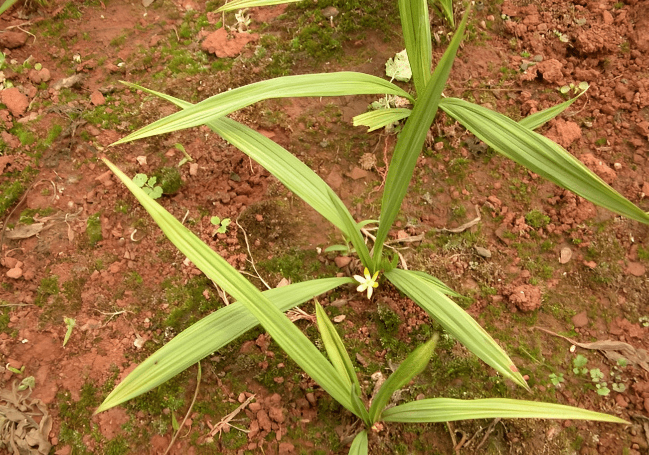 人称"壮阳草",开着黄色小花,仅20厘米高,却十分珍贵,别忽视_植物_植株