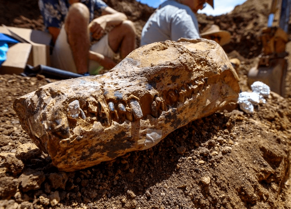 昆州发现罕见完整蛇颈龙化石!_身体_石长_昆士兰州