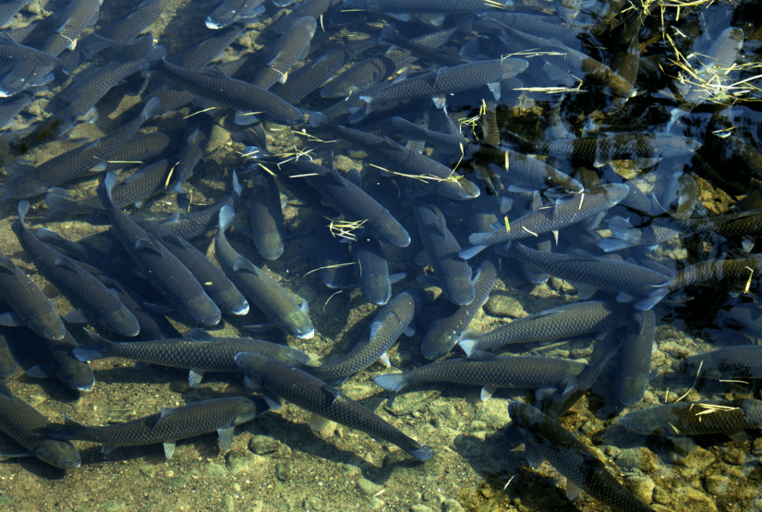 "共富"专题|"绿色期权"成了何田清水鱼产业发展的"定心丸"_家庭_特产