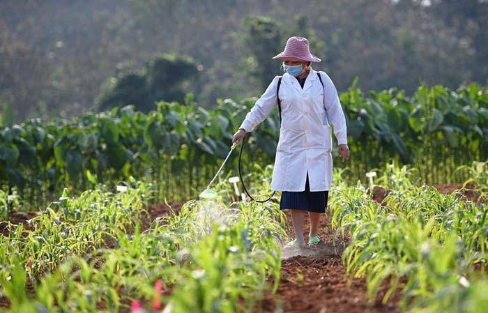什么是农作物植保员丨农作物植保员丨农圣教育_防治_农药_人员