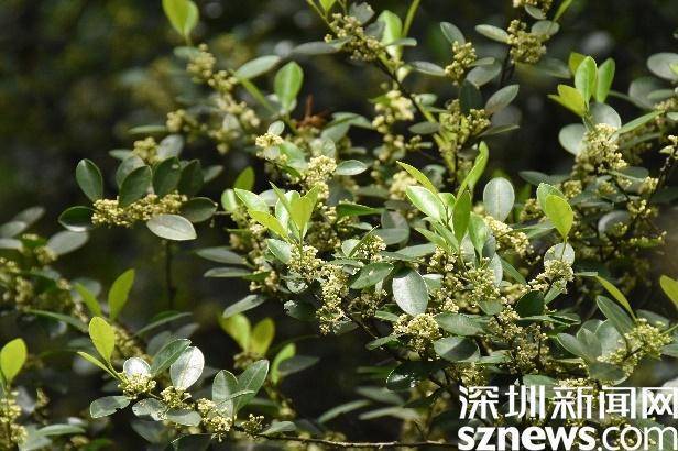 青茶香青茶香是冬青科冬青属植物,是常绿阔叶林中的伴生物种,具有较高