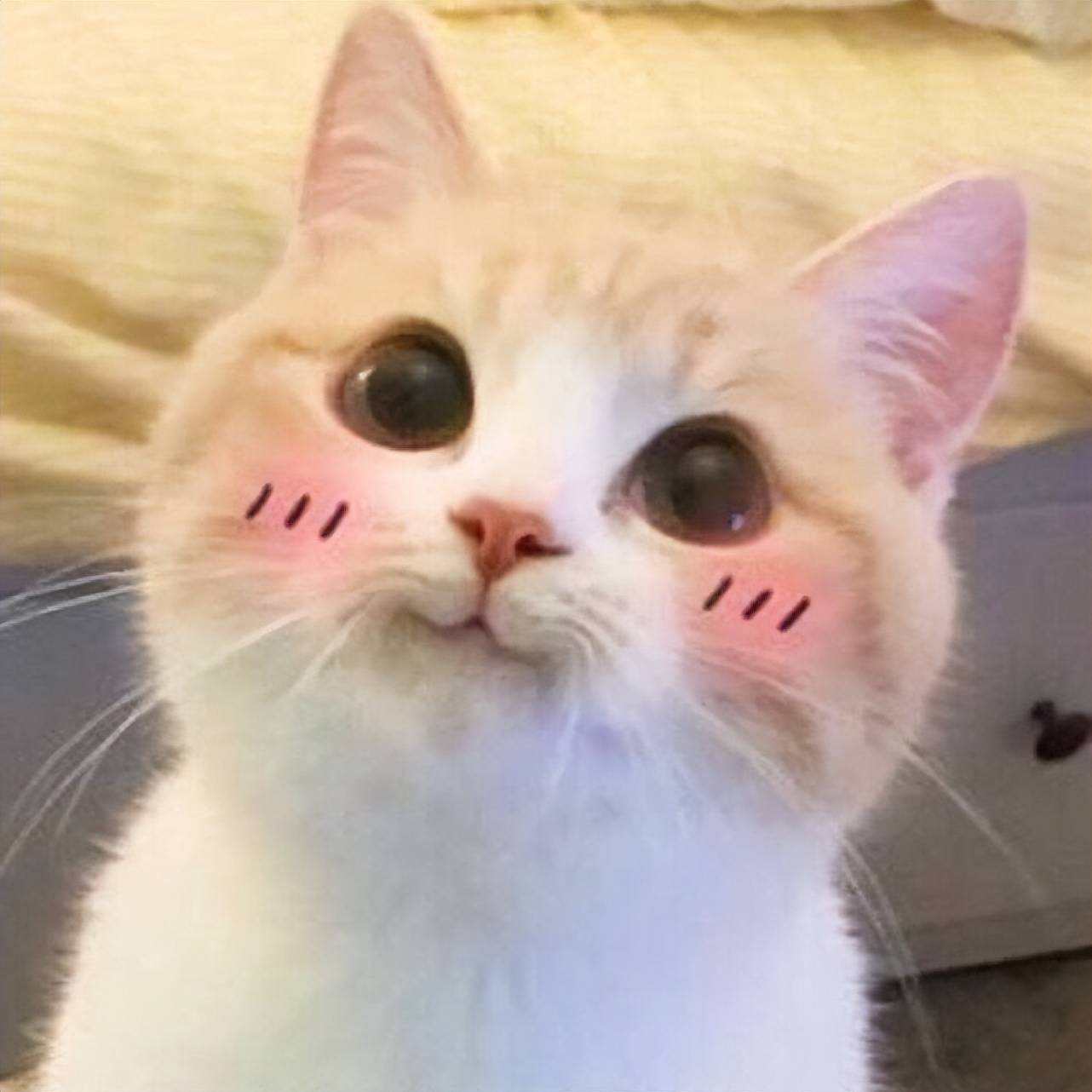 铲屎官:小猫咪,你怎么背着我镶了一嘴大金牙?_牙齿_严重_口腔