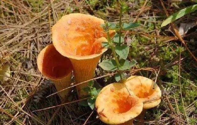 喇叭张蘑菇有毒吗图片