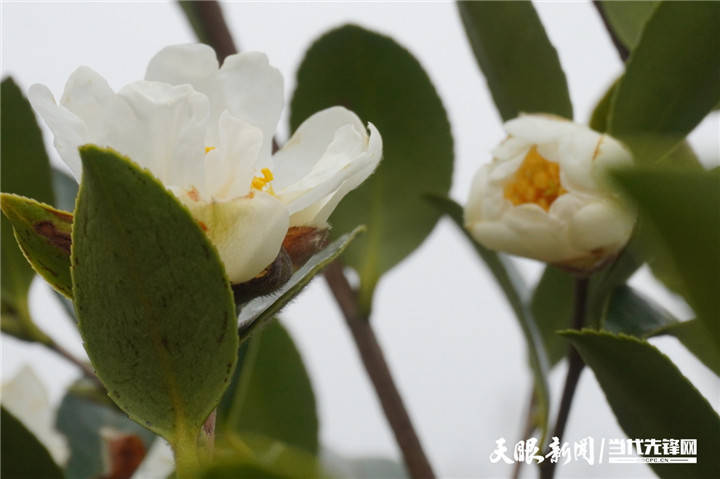 【"千人百进"蹲点采访】龙里吴光荣:让昔日荒山涌绿波_油茶_种植_贵州