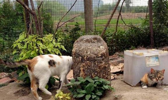 猫咪怀孕一个月不怎么吃东西_运动_主人_补充