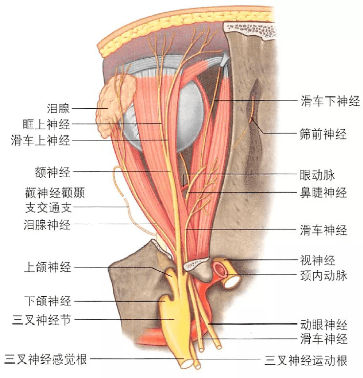 视神经鞘解剖图片