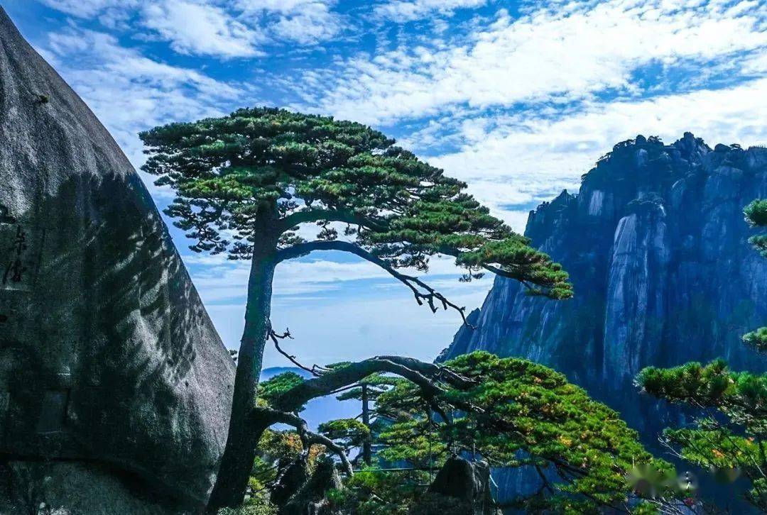 黄山:奇松百态争秀_精神_老街_中国