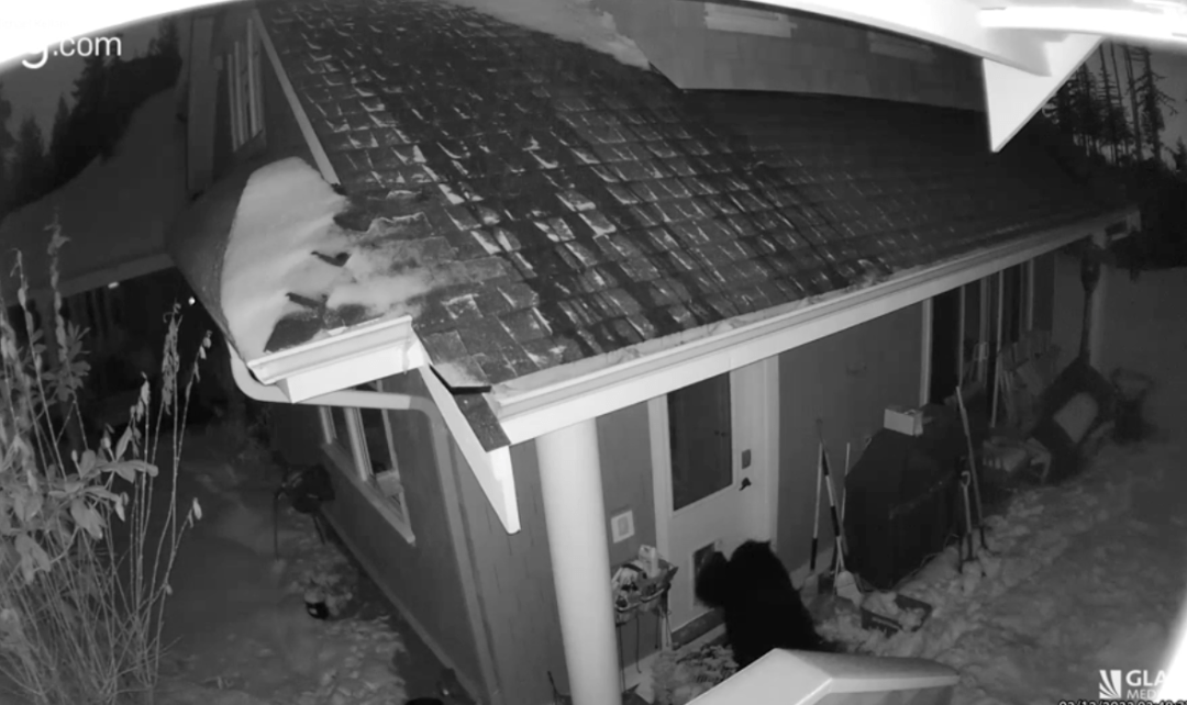 BC夫妇家三番五次被黑熊闯入 狗洞拦不住大熊！_凯勒姆_妈妈_小熊