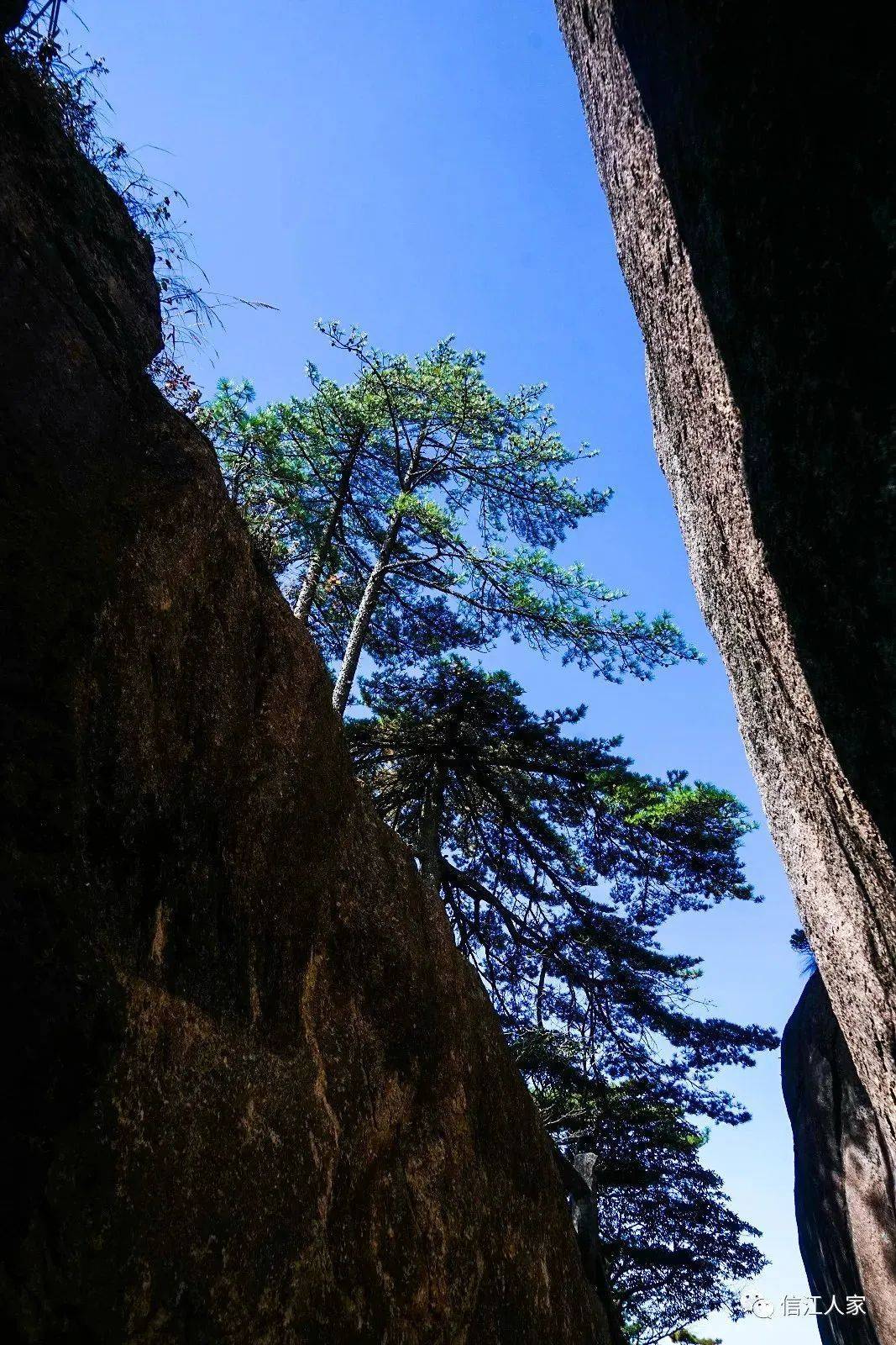 黄山:奇松百态争秀_精神_千姿百态_客人