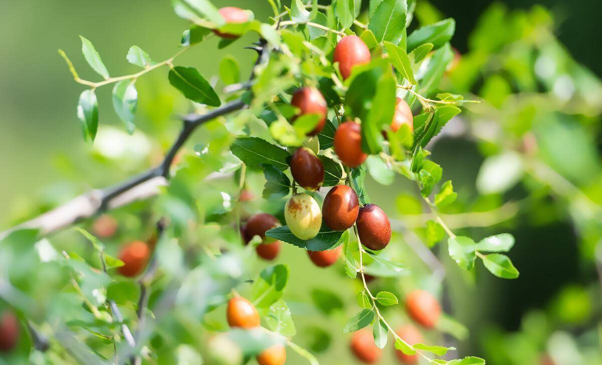 世界是个大观园,让胃陪你去旅行_当归_红枣_新疆