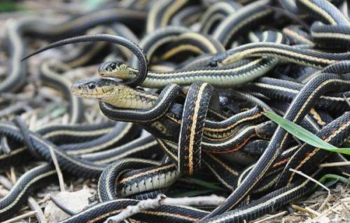 这时候,它们就会变成"蛇妖".