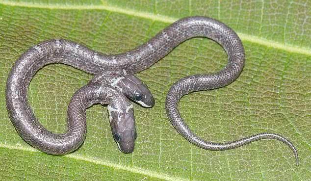 印度现罕见双头蛇,两个头部独立且完整,会互相争夺食物