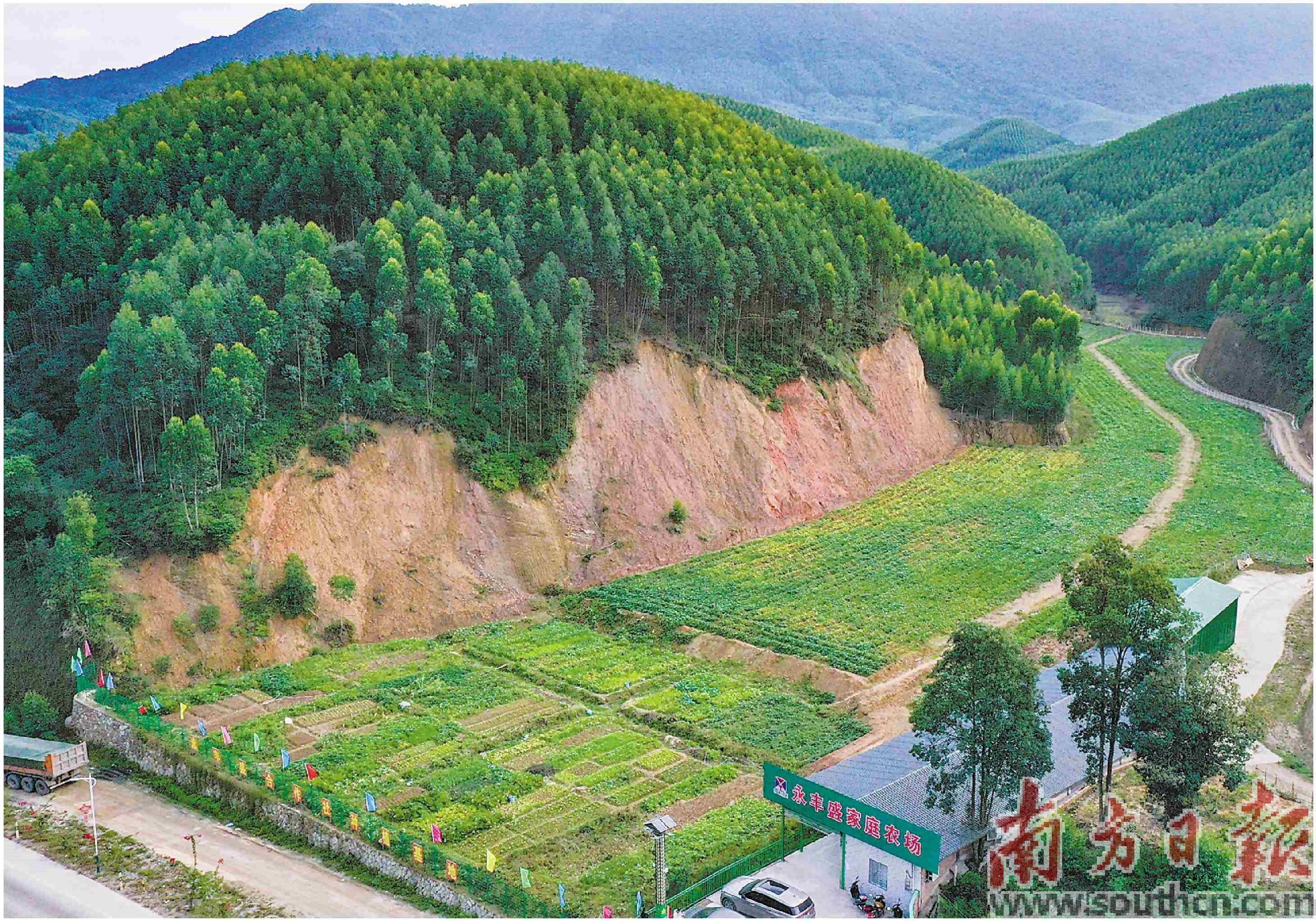 650亩撂荒地现"薯"光_甘薯_畲江镇_种植