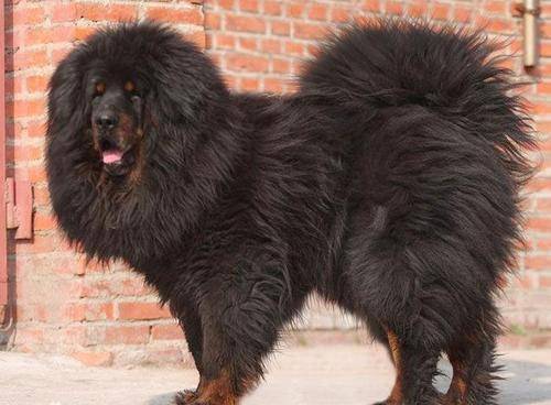 究竟是谁强谁弱呢?_藏獒_金豹_野性