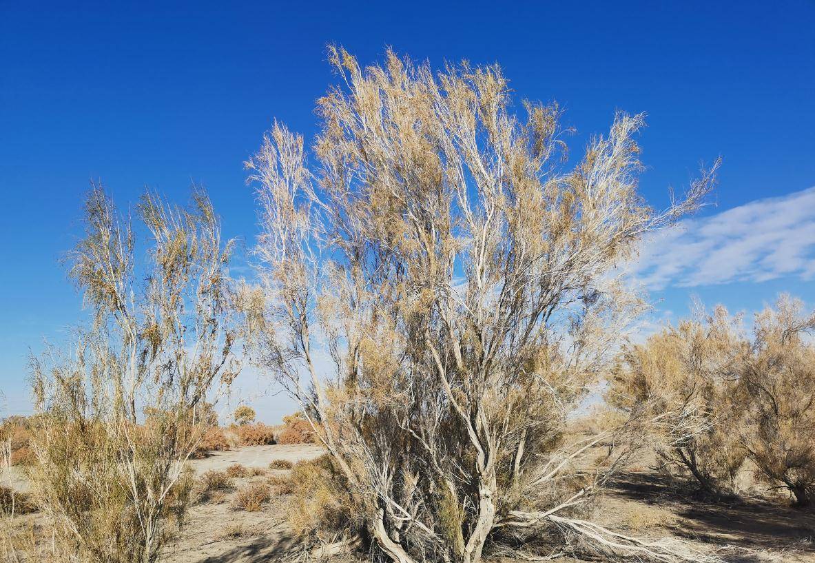 新疆古尔班通古特沙漠,感受大漠腹地不一样的人文自然_梭梭_红柳_植物