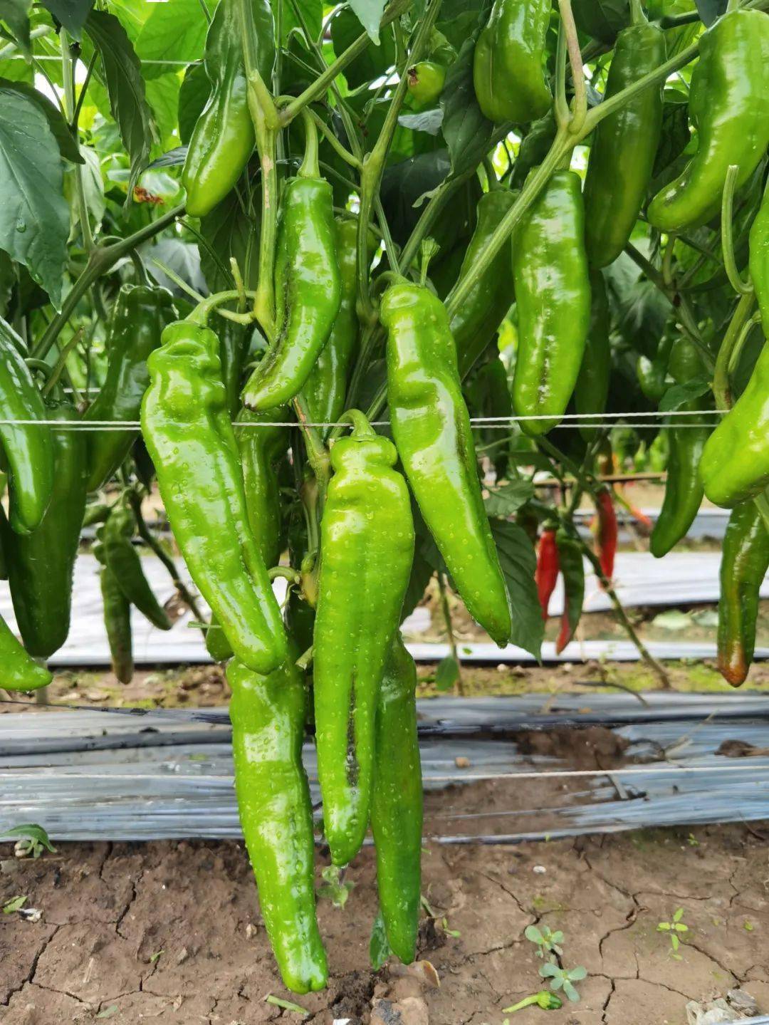 仙丰20辣椒08仙丰20辣椒来自河源河研农业有限公司,是早中熟青尖椒