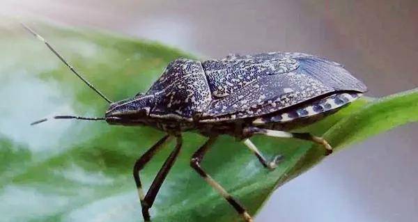 农村这种臭屁虫,是昆虫界的香饽饽,能食用,能药用_味道_美味_危害