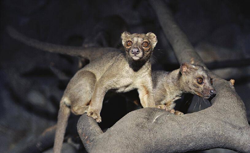迷你版美洲狮,只可惜是个夜猫子,还是个"贼"_马岛_动物_食物