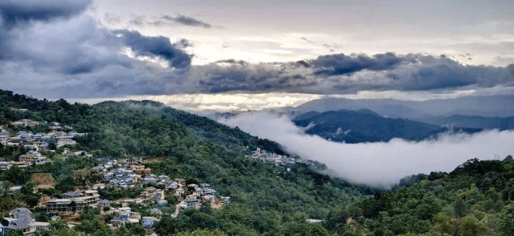 茶山_茶葉_易武