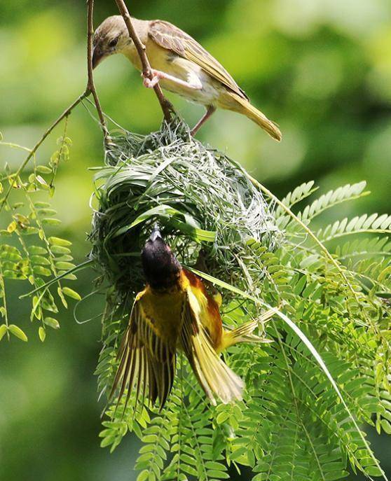 织布鸟:雄鸟筑一半的巢 待雌鸟共同完成_巢上_叶片_形状